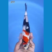 Kindai Showa Original 27cm Betina 
