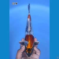 Kiko Mantap 25cm Jantan 