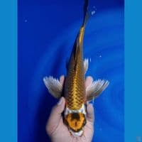 KUMPAY GOLD 33