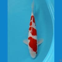 KOHAKU 32 CM