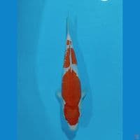 Kohaku step 3 28 cm
