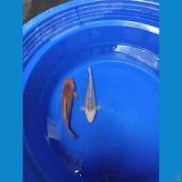 Karamel/Soramel Madina Azis Calon Jumbo Male 22-24cm™