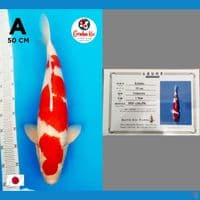 Jumbo Kohaku Strong Import 50cm