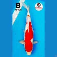 kohaku jumbo strong 49cm