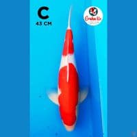 kohaku strong 43cm
