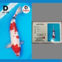 kindai showa asik import 47cm
