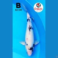 shiro jumbo 52cm