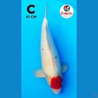 Tanco Bulky Jumbo 51cm