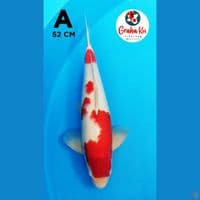 Kohaku Jumbo 51cm