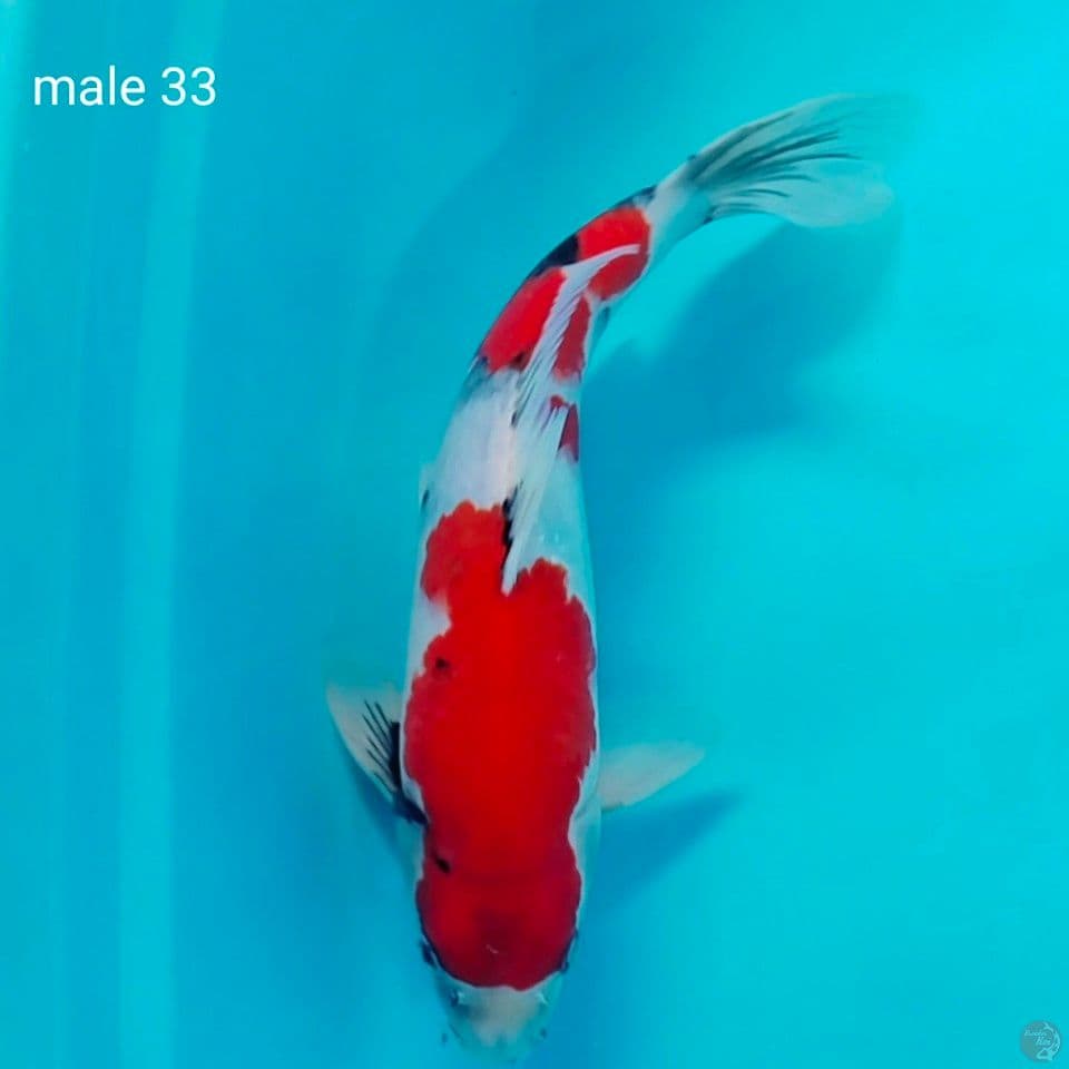 showa male 33cm