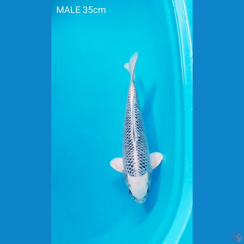 male 35cm