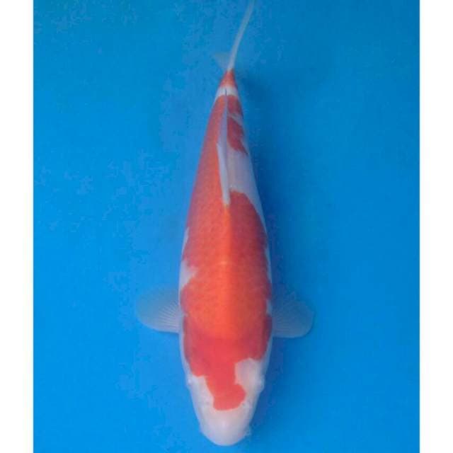 Okawa Kohaku
