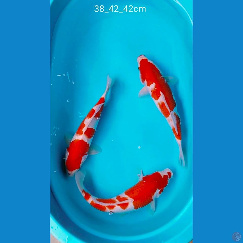 pure kohaku 38_42cm