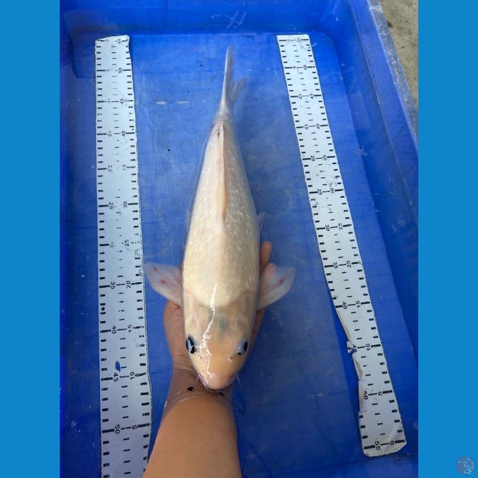 v2 sirhomuji 40 cm