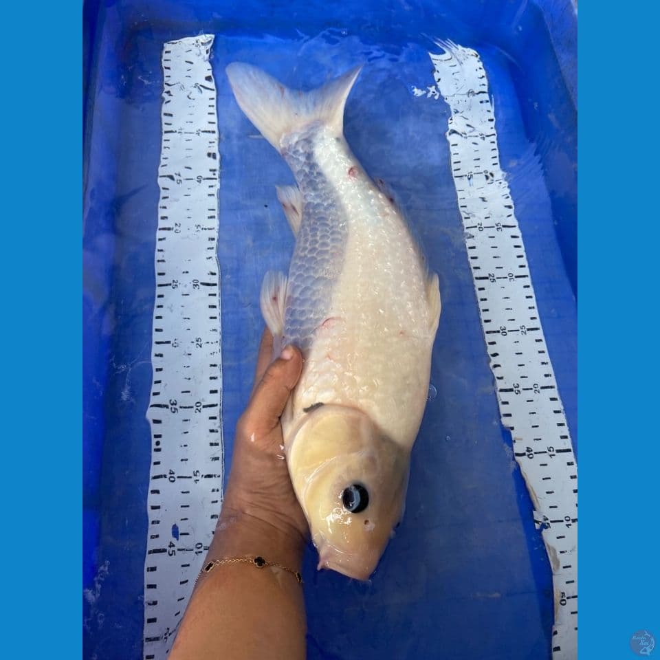 v2 sirhomuji 40 cm