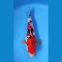 SANKE RED STRONG 28CM - MALE 