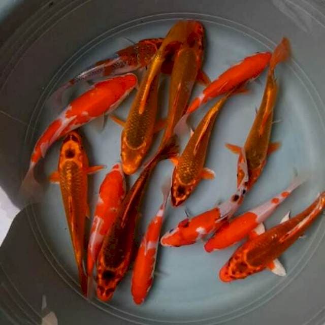 mik koi