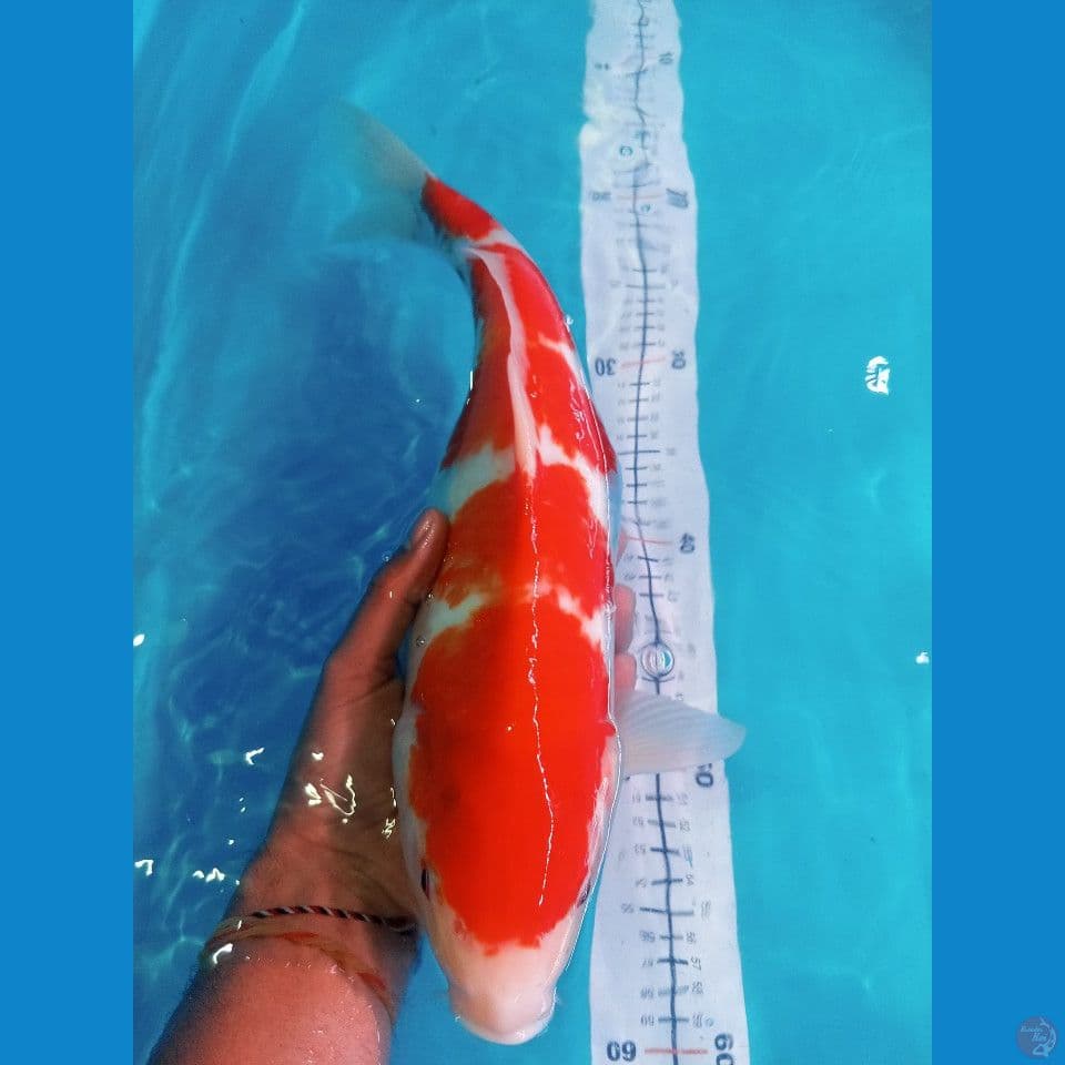 kohaku 4 step