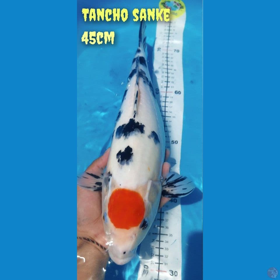 Tancho Sanke bulky berpunuk