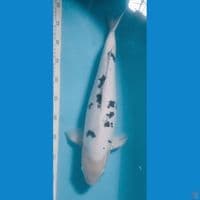 Bekko 48cm male