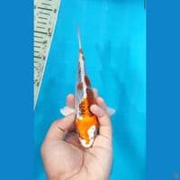 Red Kujaku 20 Cm