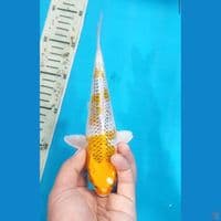 Kujaku 20 Cm