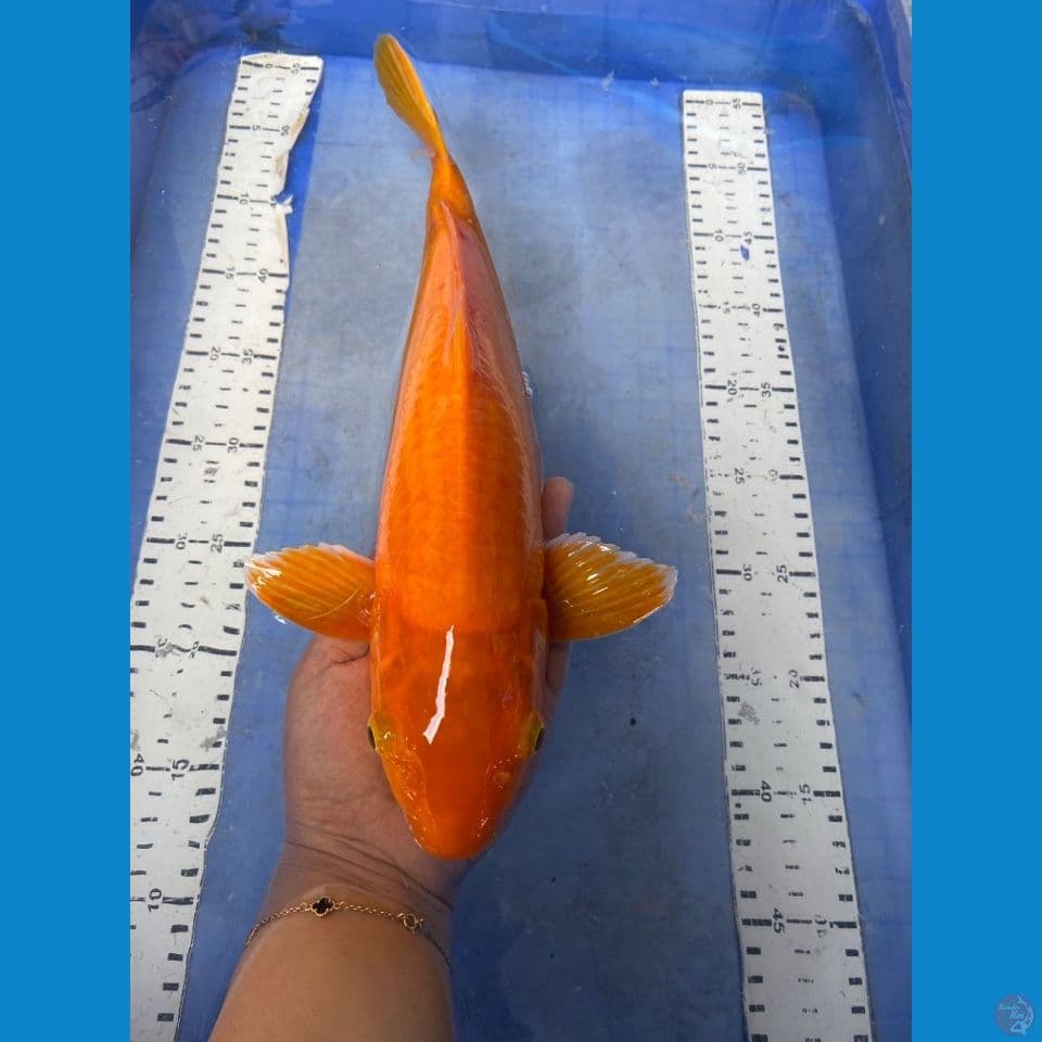 v3 red karashi jantan 39 cm