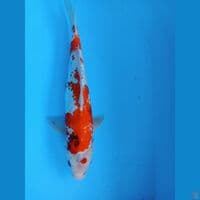 Showa ginrin 40cm