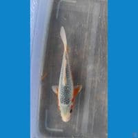 Asagi 17cm