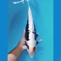 kumon 37cm