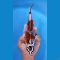 GHOSIKI HQ RING RAPI 25CM - FEEMALE 
