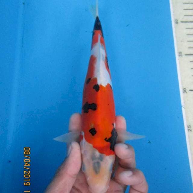 Benikumon