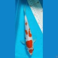 kohaku 27cm. male