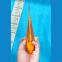 Kin Matsuba 22 Cm