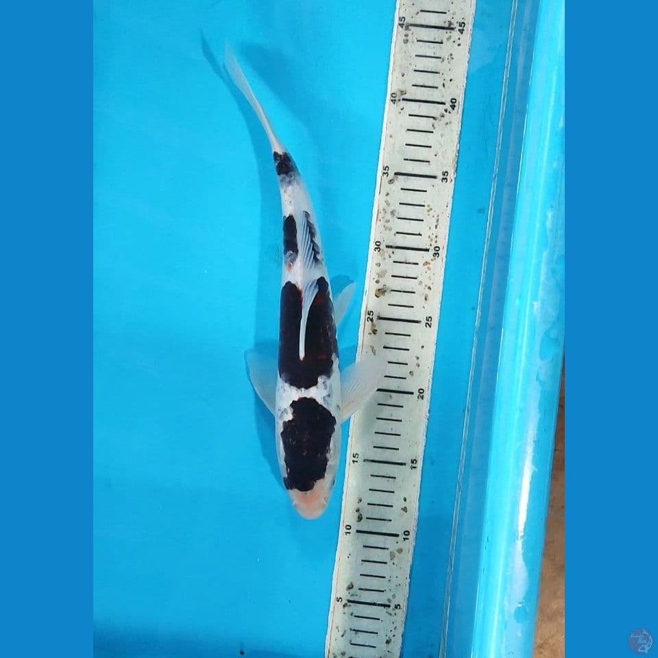 Goromo Pekat 31 Cm