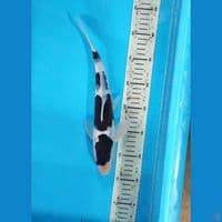 Goromo Pekat 31 Cm