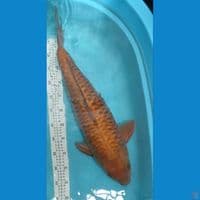 Cagoi sisik naga Bulky Male