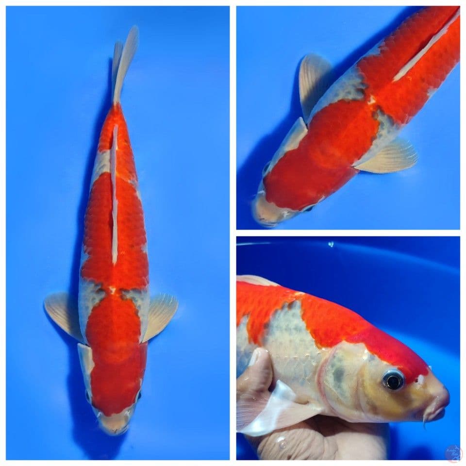 SUPER RED GHOSIKI SHOW QUALITY 39CM MALE