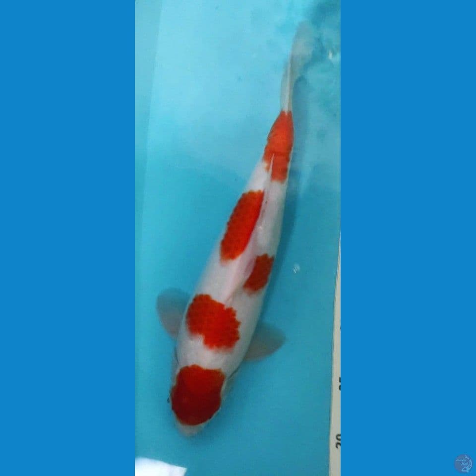 Kohaku 40cm
