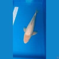 siromuji gindrin 50cm Male