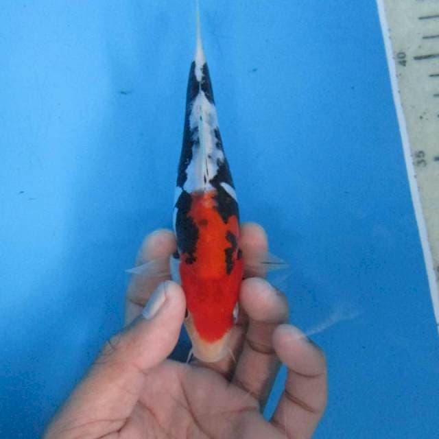 Benikumon