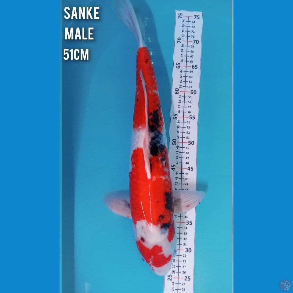 Sanke Jumbo