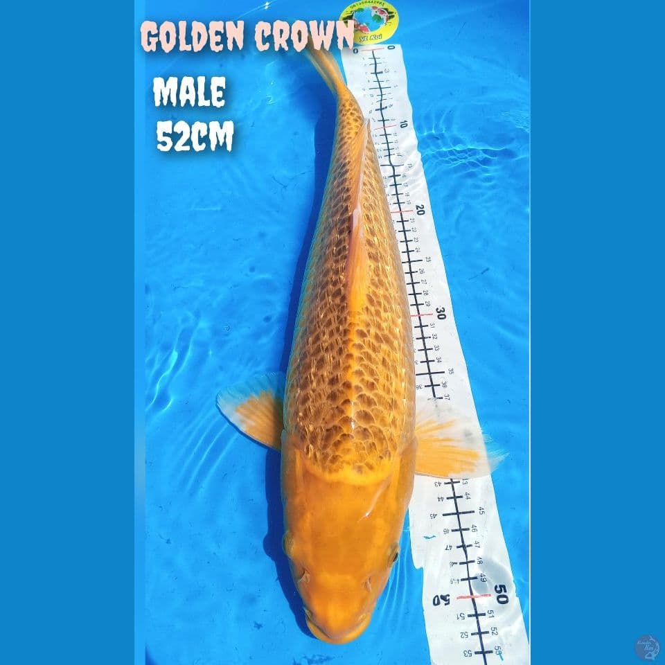 Golden  Crown