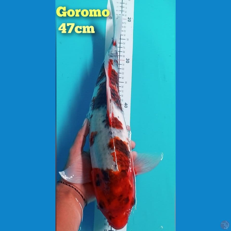 Goromo