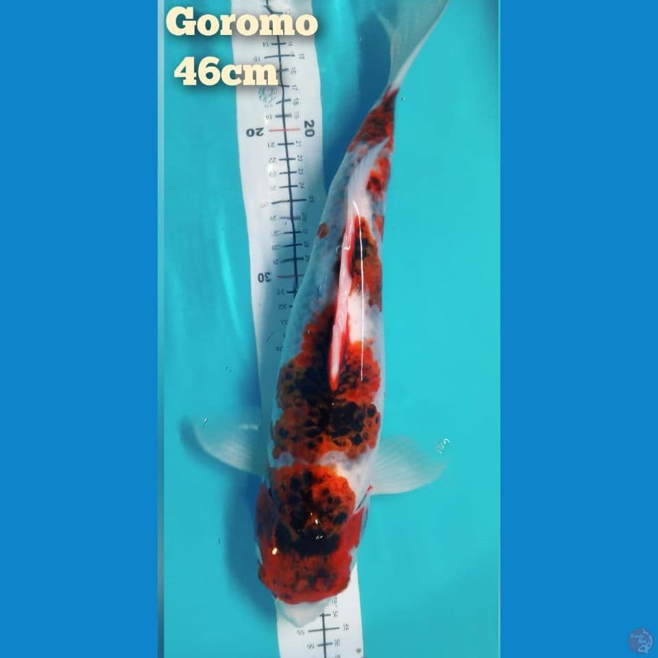 Goromo