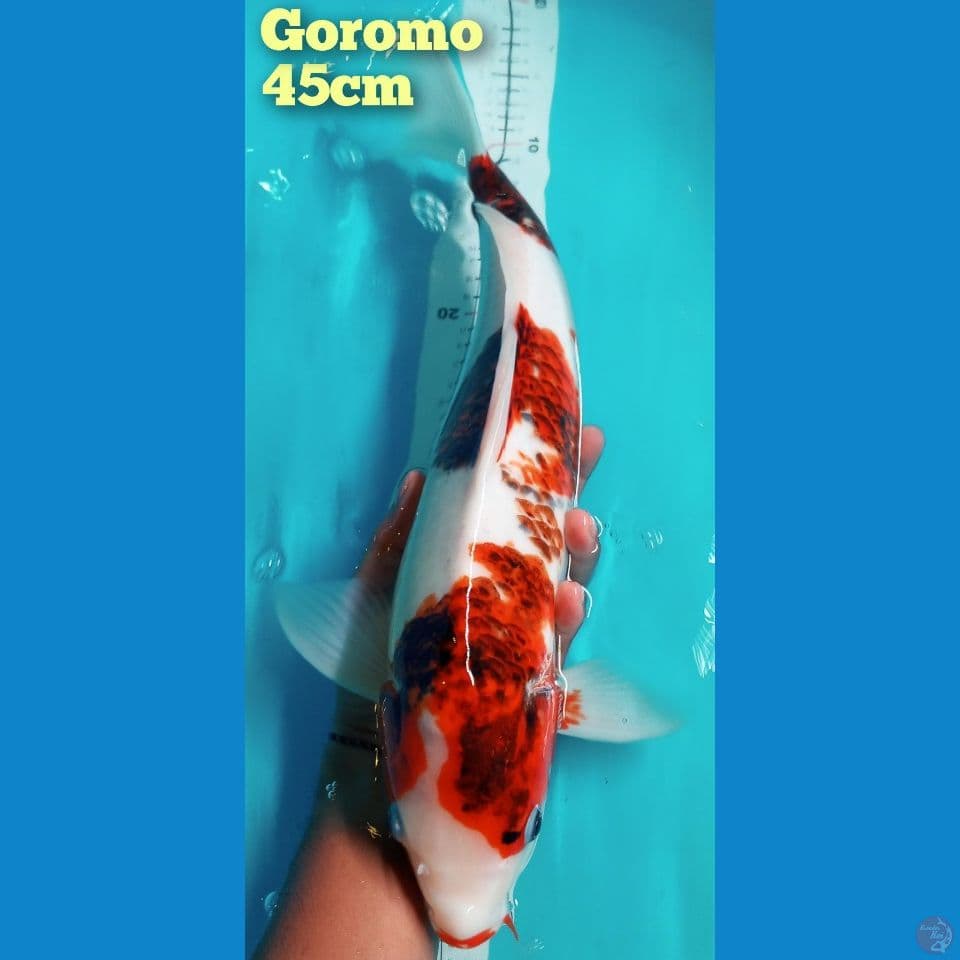 Goromo