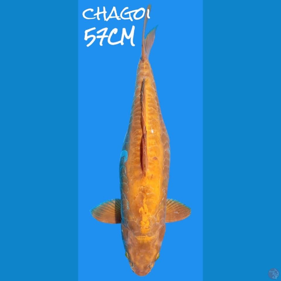 Chagoi Aragoke Jumbo
