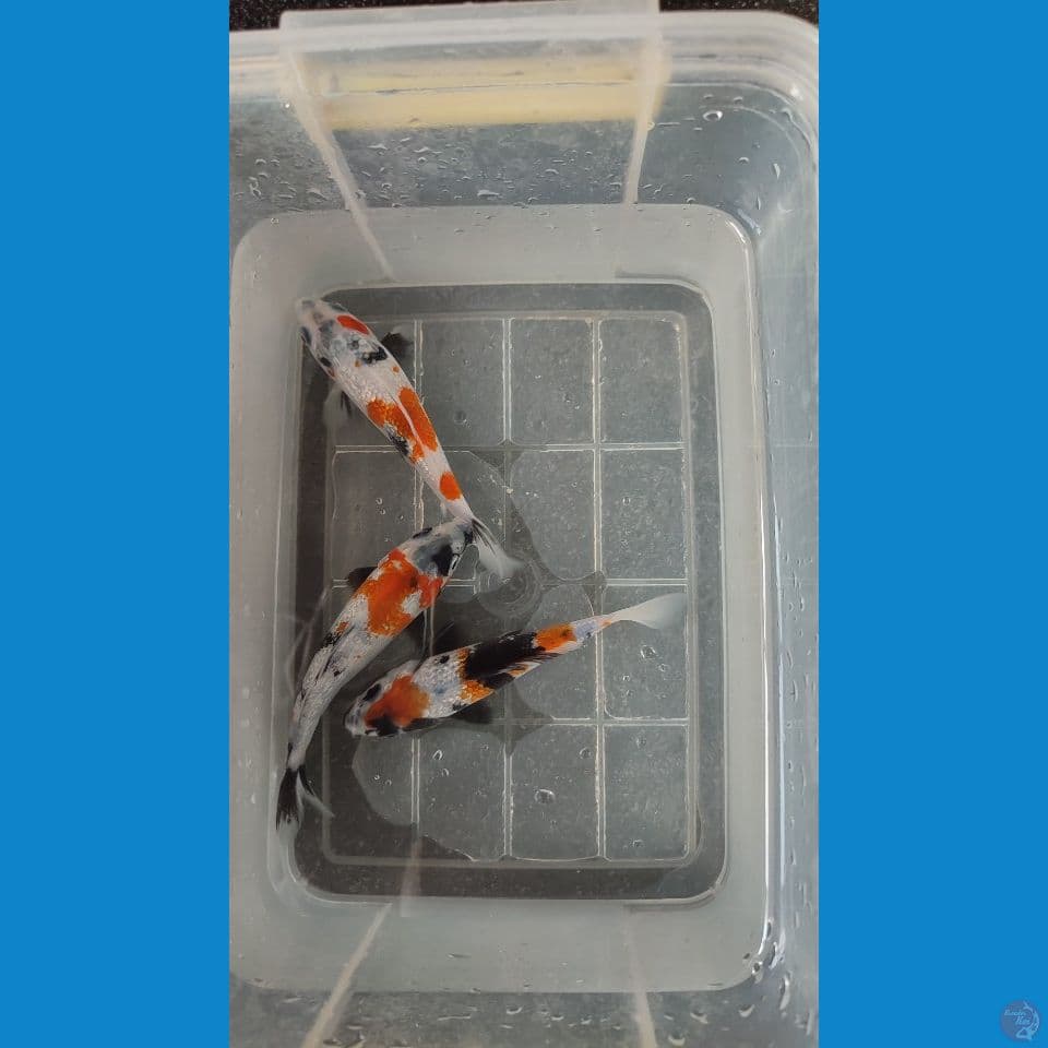 showa ginrin 14cm bahan keeping