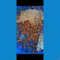 Bibit kohaku sanke 3-6cm 1500pcs
