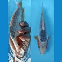 asagi berpunuk 23 cm